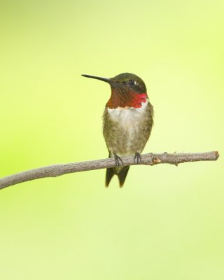 Ruby-throated Hummingbird, Kenton County, 2012