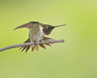 Ruby-throated Hummingbird, Kenton County, 2012