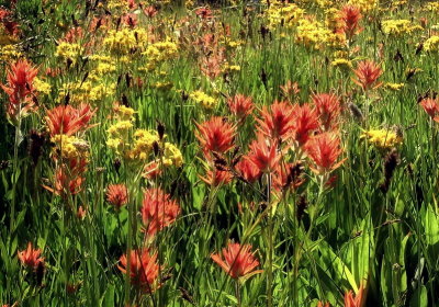 Flowers in Piute Canyon