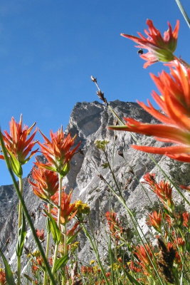 Flowers near Loch Levin