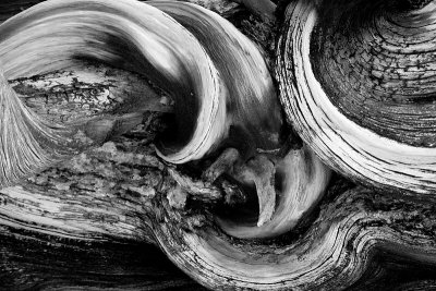 Wood Detail #1- Bristlecone Pine