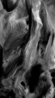 Wood Detail #2 - Bristlecone Pine