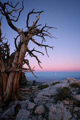 Moonrise and Bristlecone Pine