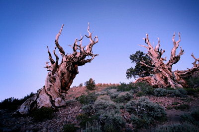 Old Pines, Schulman Grove