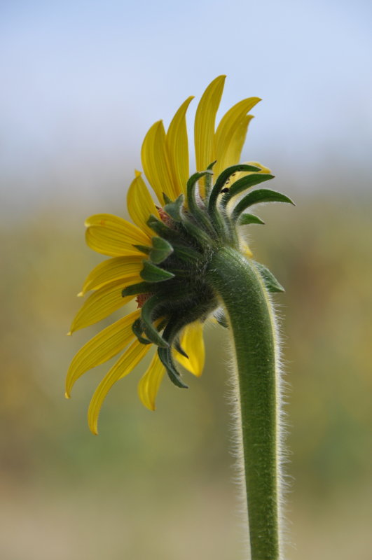 GIRASOL