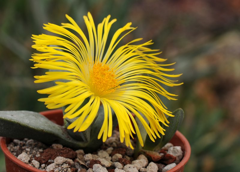 Flor de cactus