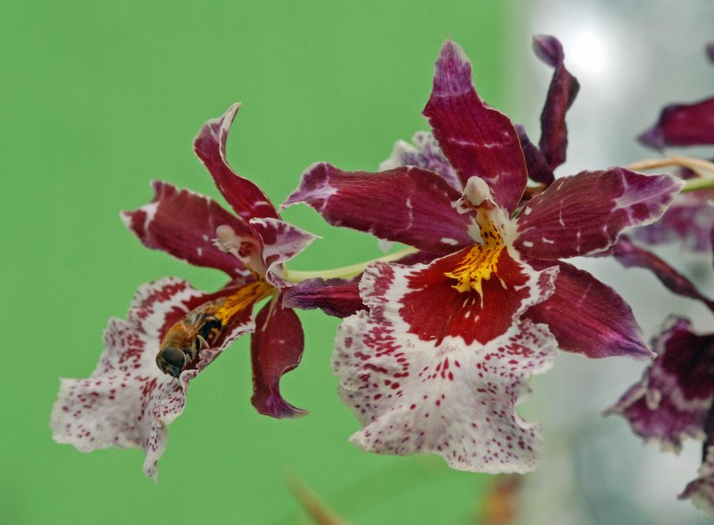 Orquideas mayo 07 150.jpg