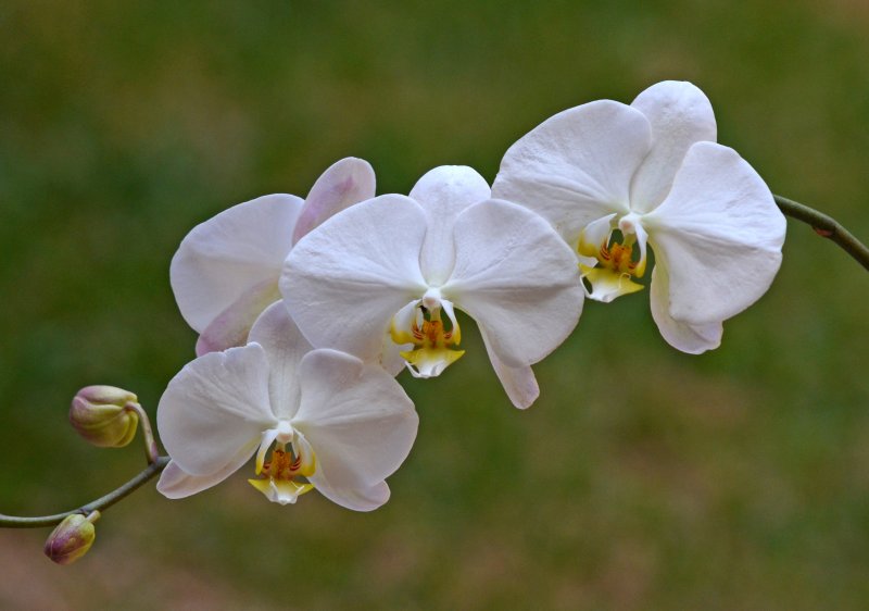 Phalaenopsis hybrida blanca, orquidea mariposa.