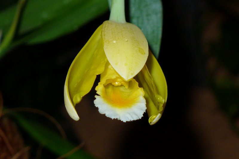 lemon orchid