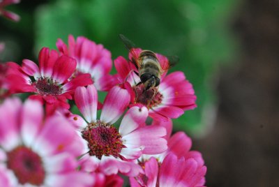 VIVERO Y MACETAS MARZO 2011 623.JPG