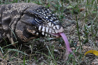 REPTIL