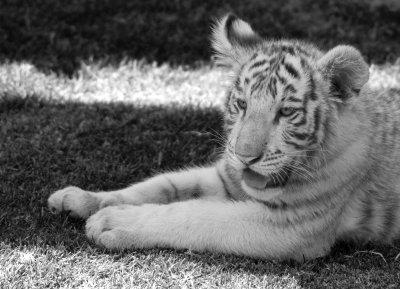 TIGRE BLANCO BW.jpg