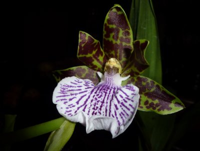 Zygopetalum Gaviota