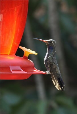 Colibri