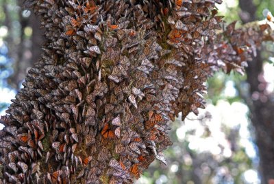 Monarch butterfly