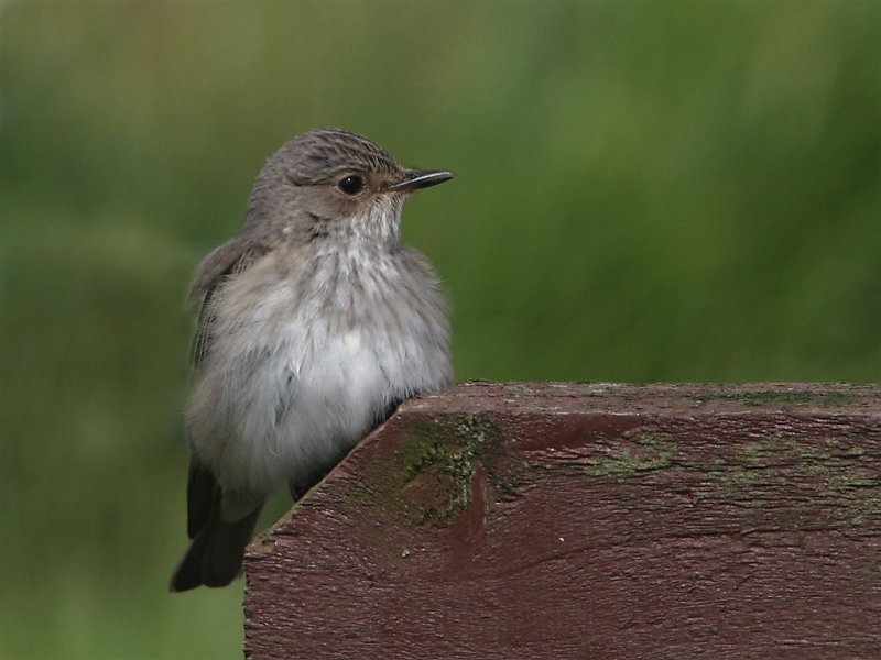 Spotted Flycatcher