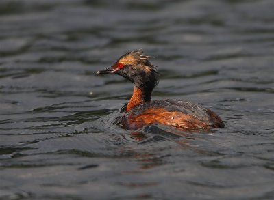 Slavonian Grebe