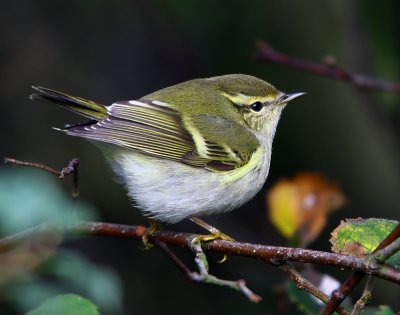 Yellow-browed Warbler