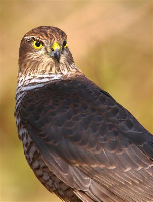 Sparrowhawk  Scotland