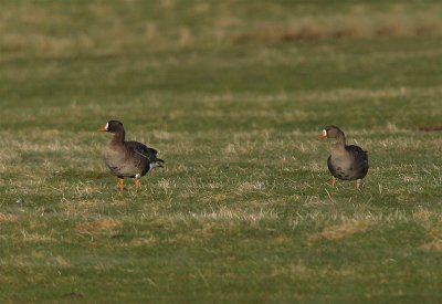 Greenland White-fronted Goose