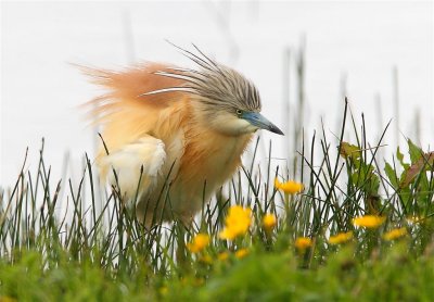 Squacco Heron