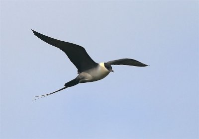 Long-tailed Skua  Shetland