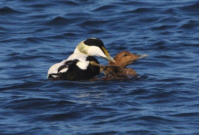 Eider