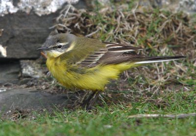 Blue-headed Wagtail