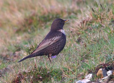 Ring Ouzel