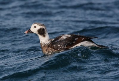 Long-tailed Duck