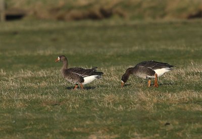 Greenland White-fronted Goose