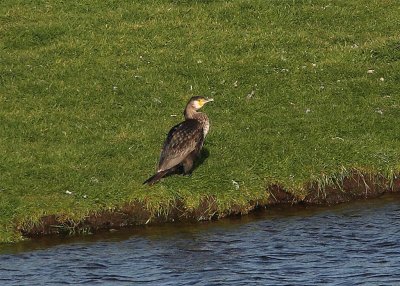 Sinesis Cormorant