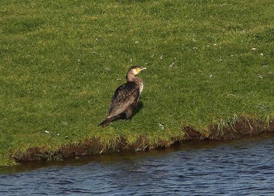 Sinesis Cormorant   Shetland