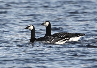 Barnacle Geese