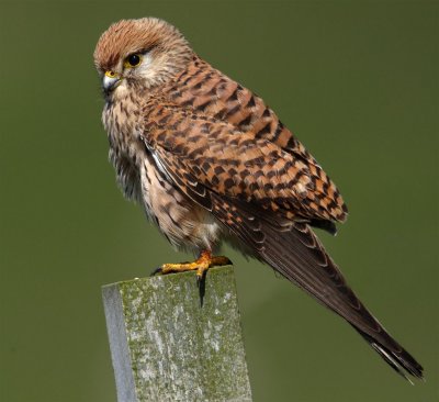 Kestrel