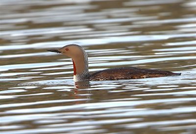 Red-throated Diver