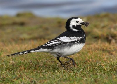 Pied Wagtail