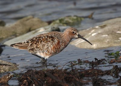 Curlew Sandpiper