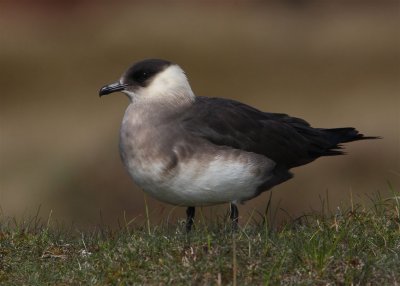 Arctic Skua