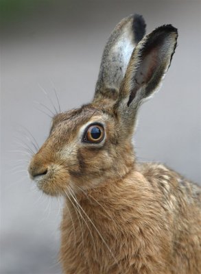 Hare Images