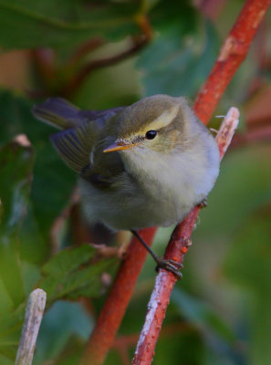 Greenish-Warbler  Mainland