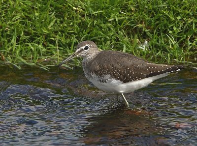 Green-Sandpiper