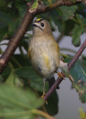 Goldcrest