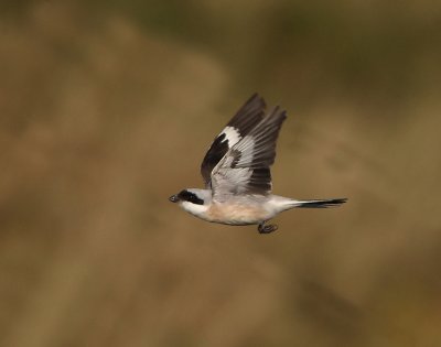 Lesser Grey Shrike  Shetland