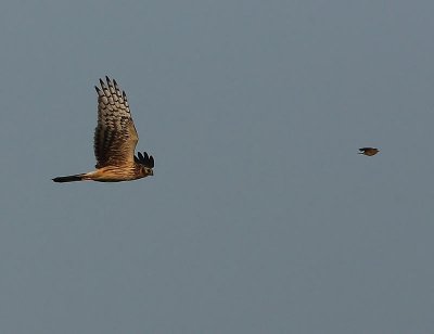 Hen Harrier  Scotland