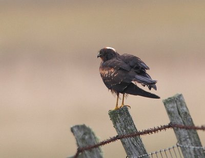 Pallid Harrier