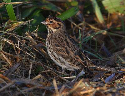 Little Bunting