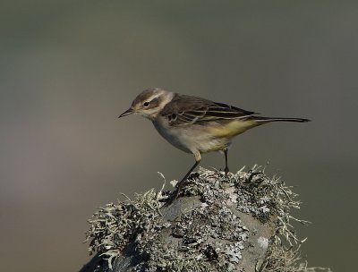 Yellow Wagtail