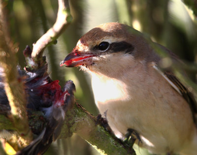 Isabeline Shrike