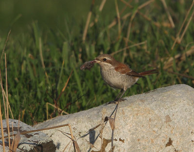 Red-backed Shrike